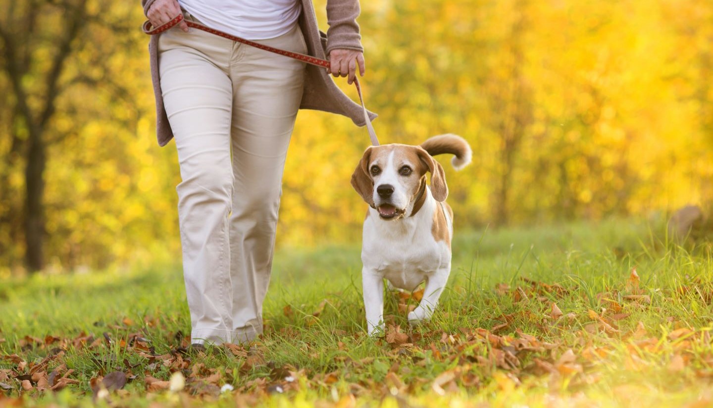 Dog walk