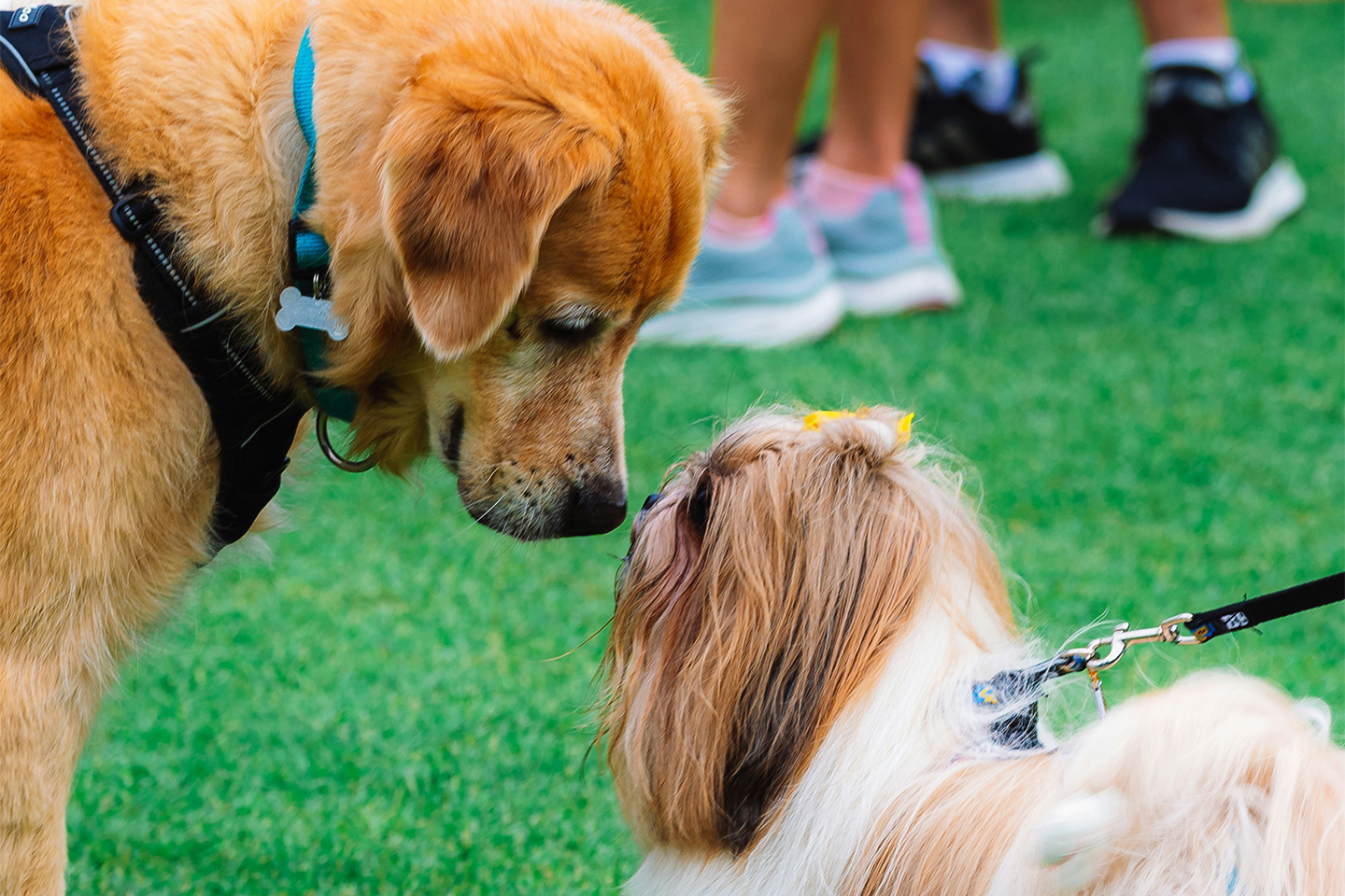 Dog Show