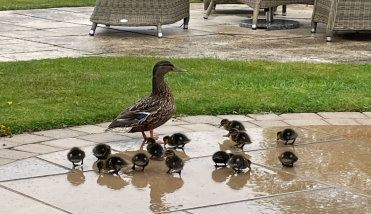 Mother and ducklings