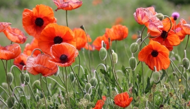 Poppies in a field 