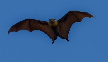 Bat