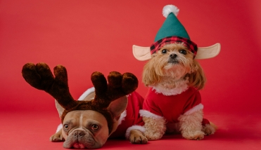 Christmas Dogs