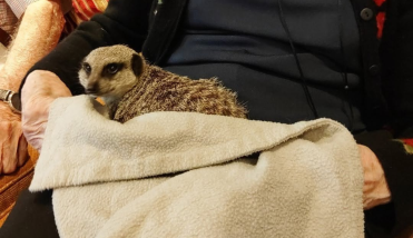 Meerkat on a persons lap