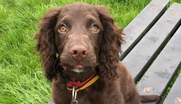 BROWN SPANIEL PUPPY SITTING ON BENCH WITH GRASS IN BACKGROUND
